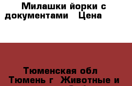 Милашки йорки с документами › Цена ­ 20 000 - Тюменская обл., Тюмень г. Животные и растения » Собаки   